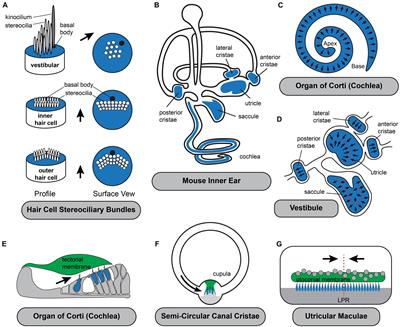 Conserved and Divergent Principles of Planar Polarity Revealed by Hair Cell Development and Function